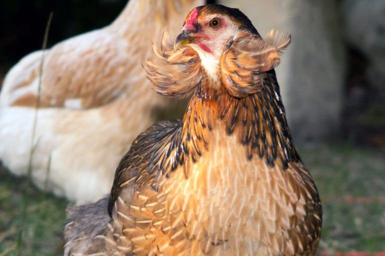 Top 25 Best Chicken Breeds (2024 Guide)