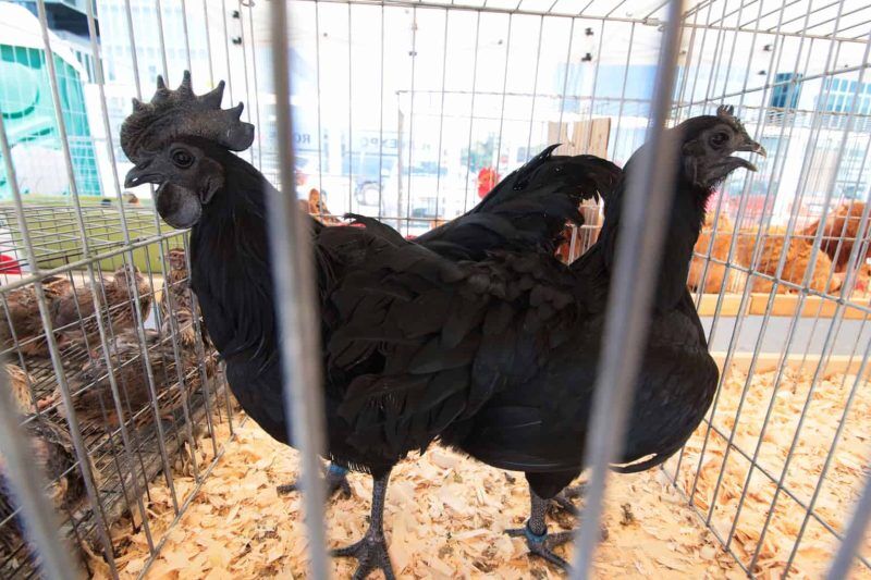 Ayam Cemani: A Rare and Expensive Chicken Breed (2023 Care Guide)