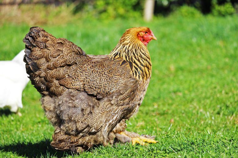 Breed Profile: Brahma Chicken - Backyard Poultry