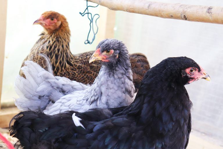 Brahma Chicken: The King Of Poultry (Breed Profile & Care Guide)