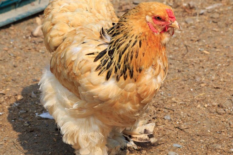 Young BLUE PARTRIDGE BRAHMA Roo!! love love!  Brahma chicken, Beautiful  chickens, Fancy chickens