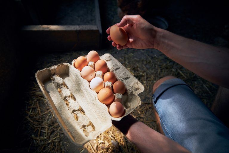 Egg Candler Tester Plans DIY Ovoscope for Hatching Eggs Poultry