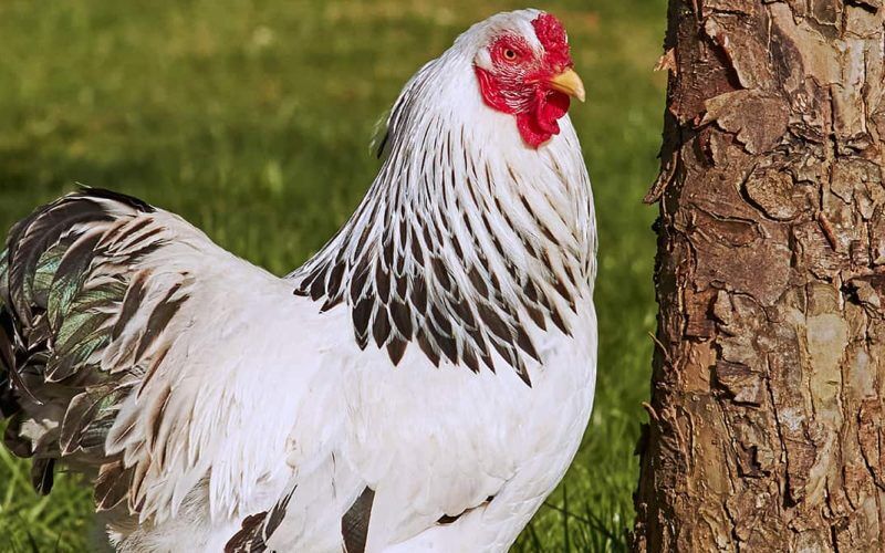 Brahma Chicken Breed: History, Features, Pros & Cons - Livestocking