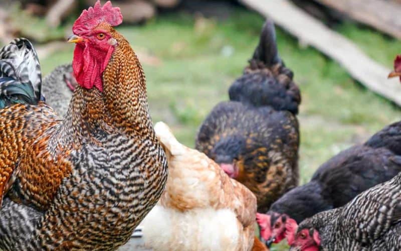 What is the best chicken to buy?, Features