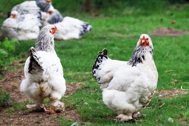 How Big Do Buff Brahma Chickens Get? From Tiny Chicks To Majestic Brahmas