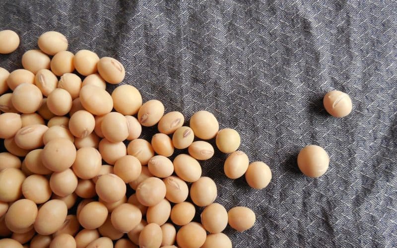 Can Chickens Eat Soybeans? The Ultimate Guide