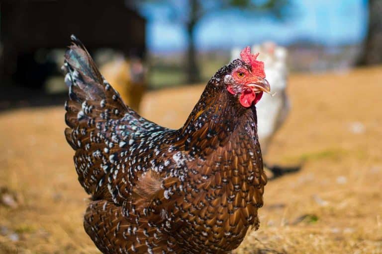 12 Top Most Largest Chicken Breeds, by Ourhomesteadguide, Jan, 2024