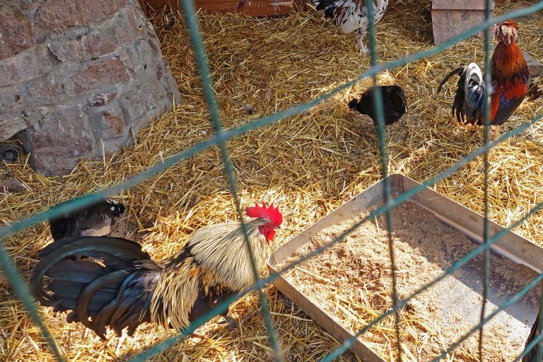 What is good chicken coop flooring? - My Pet Chicken